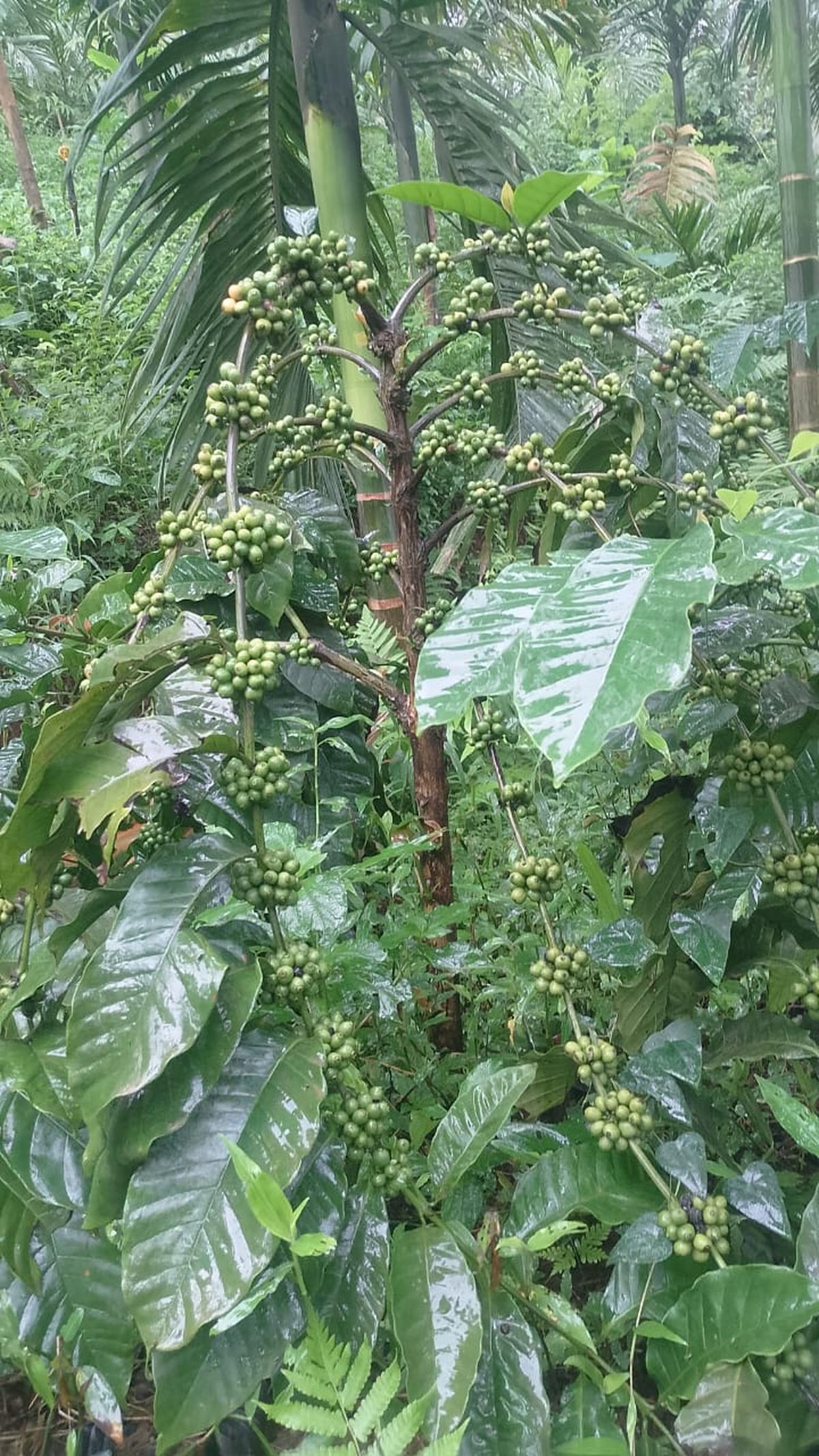 Worried over rise in yellow leaf disease, farmers in Dakshina Kannada